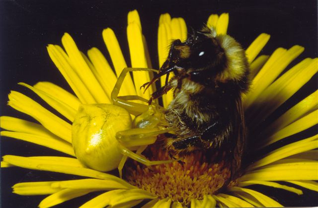 Thomisidae, Araneus, opilione